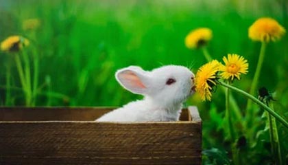 九游登录入口-勇士击败凯尔特人，东部决赛中库里贡献关键助攻，勇士vs凯尔特人库里